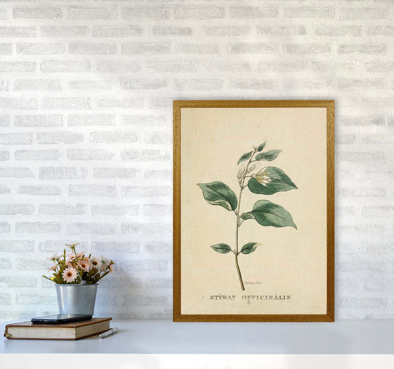 Vintage Flower Series 1 Art Print by Jason Stanley A2 Print Only
