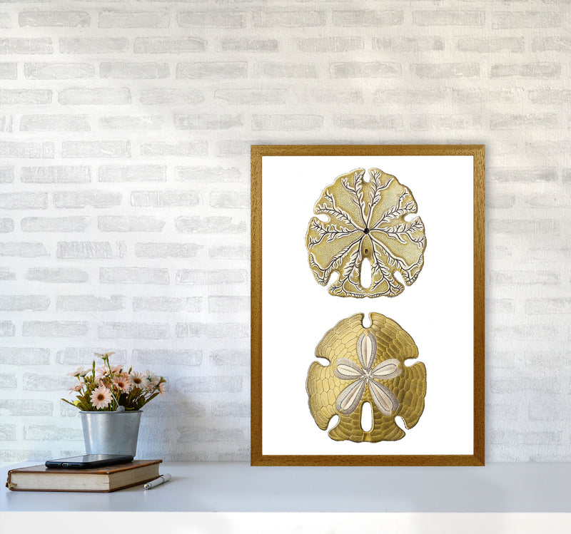 Sand Dollar Illustration Art Print by Jason Stanley A2 Print Only