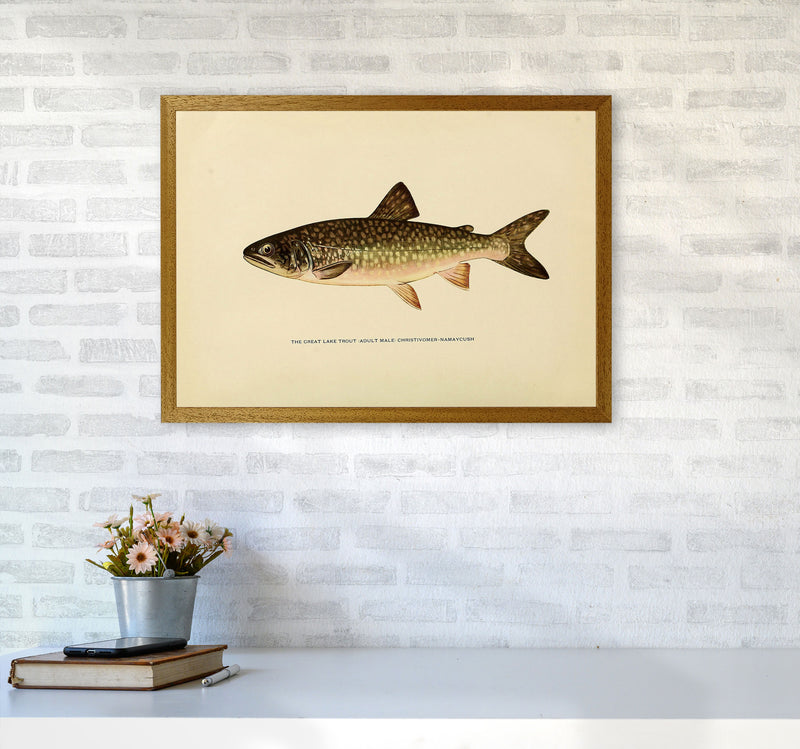 Lake Trout Illustration Art Print by Jason Stanley A2 Print Only