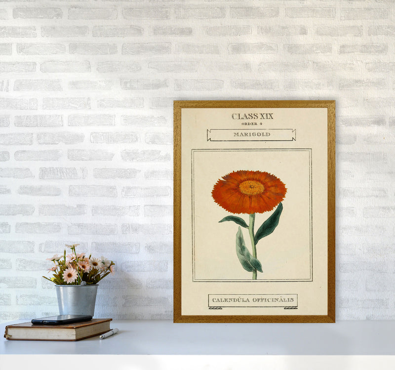 Vintage Flower Series 9 Art Print by Jason Stanley A2 Print Only