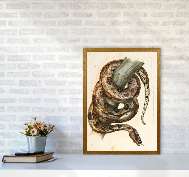 Vintage Snake Illustration Art Print by Jason Stanley A2 Print Only