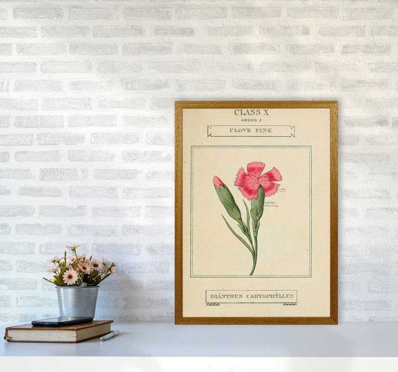 Vintage Flower Series 4 Art Print by Jason Stanley A2 Print Only