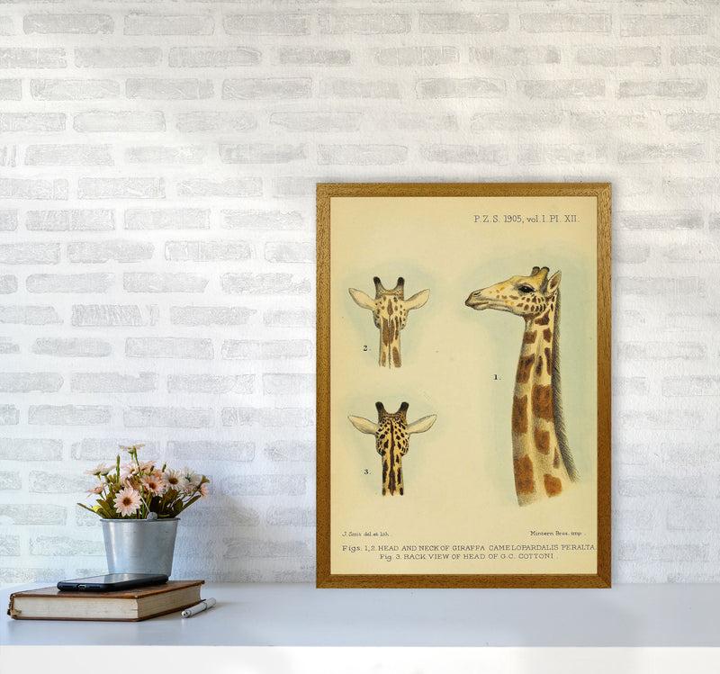 Longest Neck In The Jungle Art Print by Jason Stanley A2 Print Only