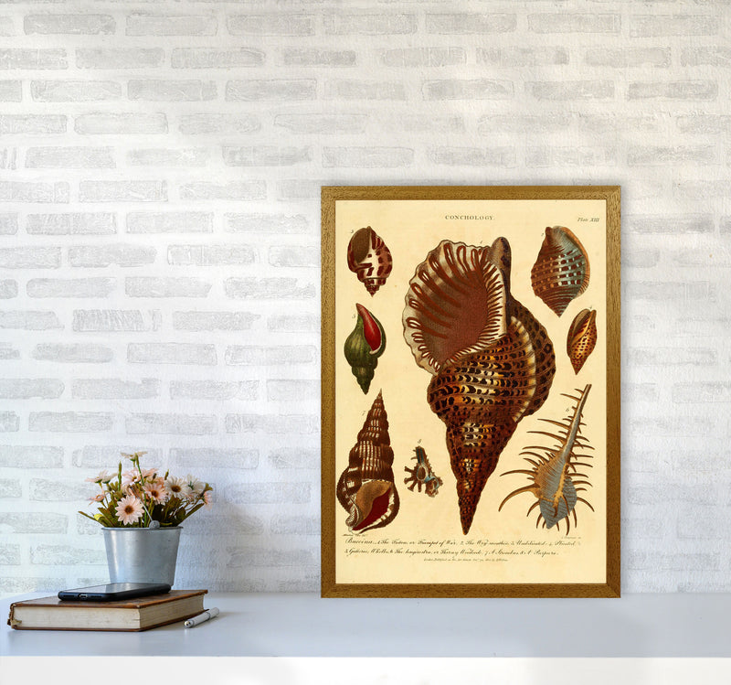Vintage Conchology 2 Art Print by Jason Stanley A2 Print Only
