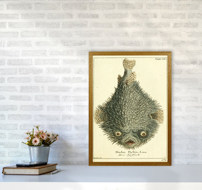 Vintage Japanese Fish Art Print by Jason Stanley A2 Print Only