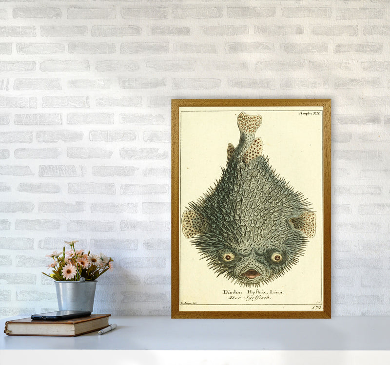 Vintage Japanese Fish Art Print by Jason Stanley A2 Print Only