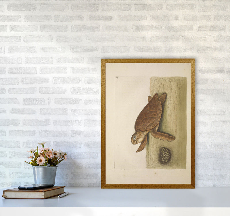 Vintage Sea Turtle Art Print by Jason Stanley A2 Print Only