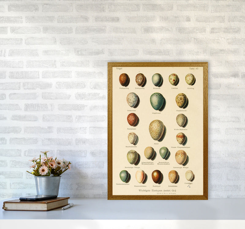 Vintage Set Of Eggs Art Print by Jason Stanley A2 Print Only