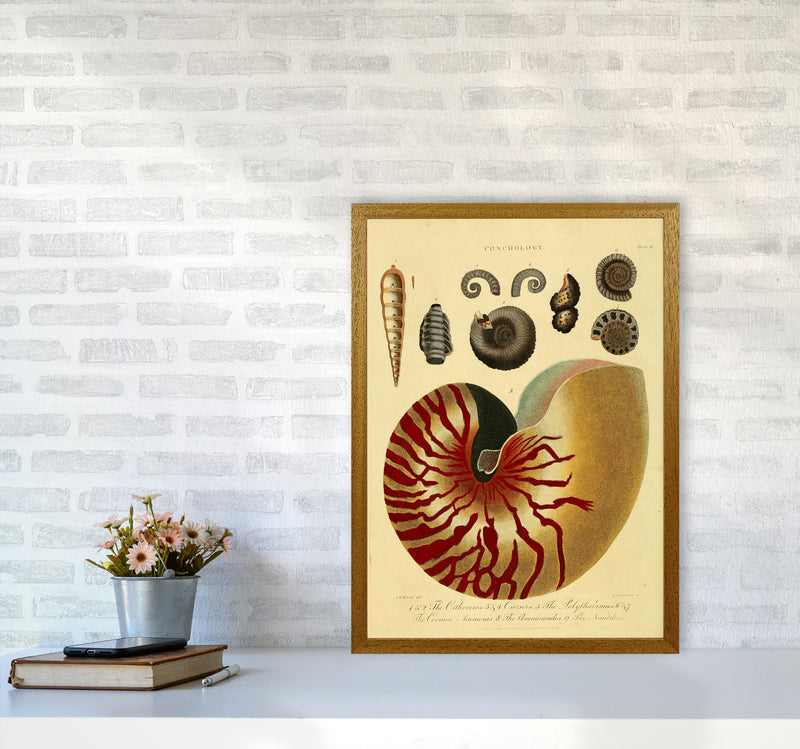 Vintage Conchology Art Print by Jason Stanley A2 Print Only