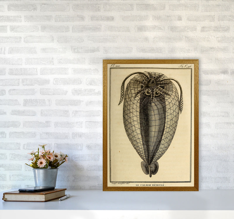 Vintage Squid 4 Art Print by Jason Stanley A2 Print Only