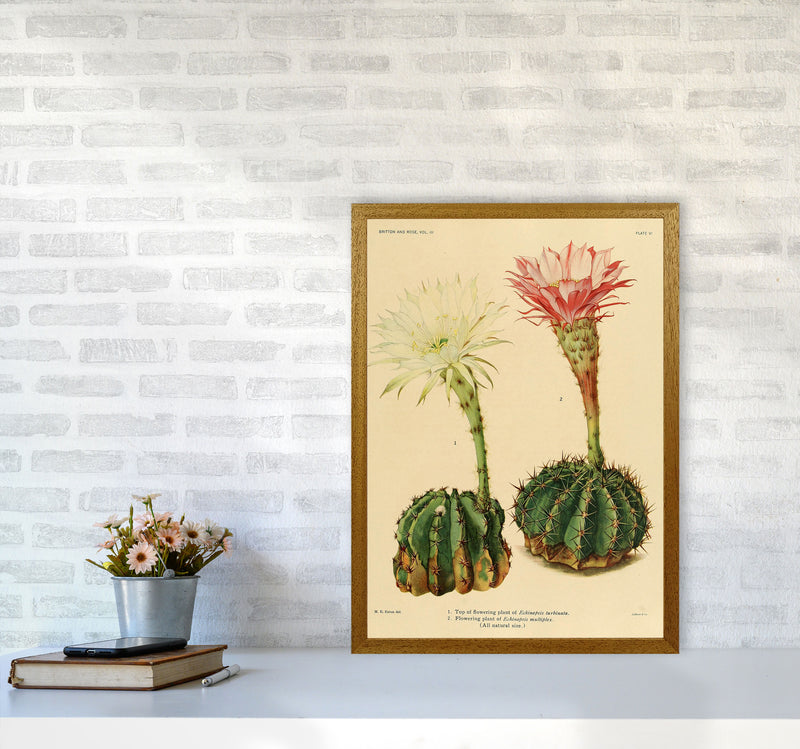 Cactus Series 5 Art Print by Jason Stanley A2 Print Only