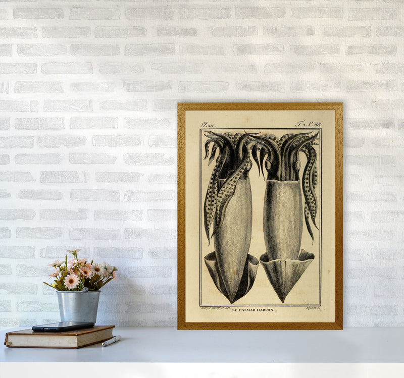 Vintage Squid 5 Art Print by Jason Stanley A2 Print Only