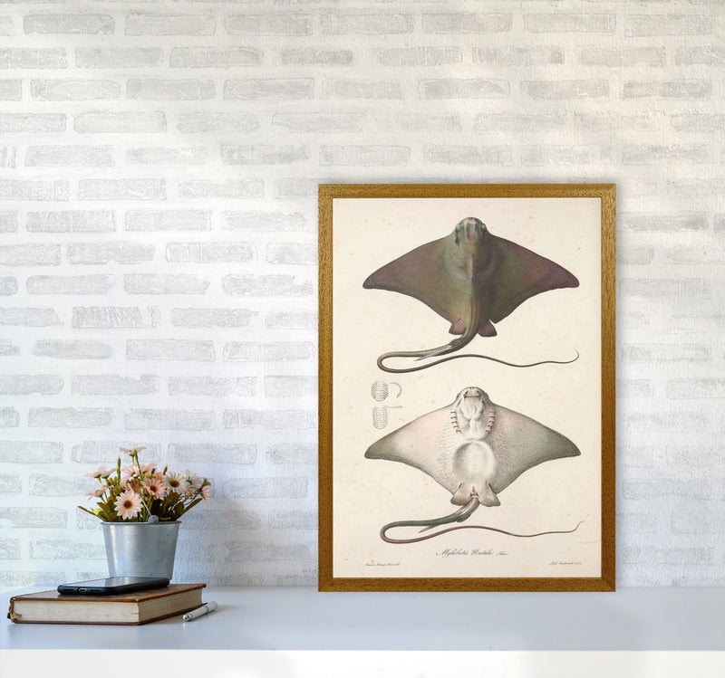 Vintage Stingray Art Print by Jason Stanley A2 Print Only