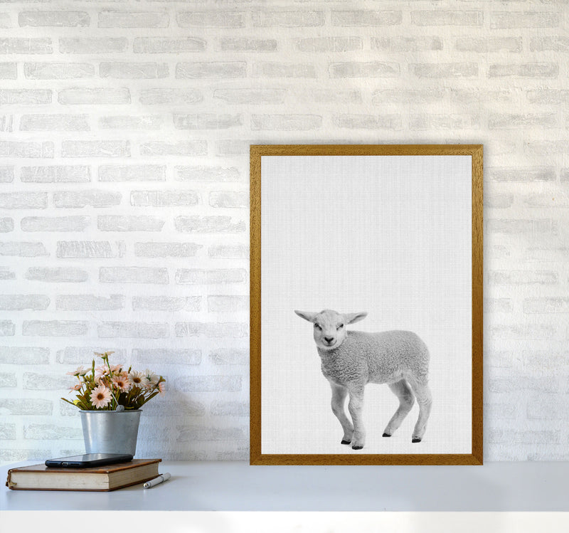 Lamb Art Print by Jason Stanley A2 Print Only