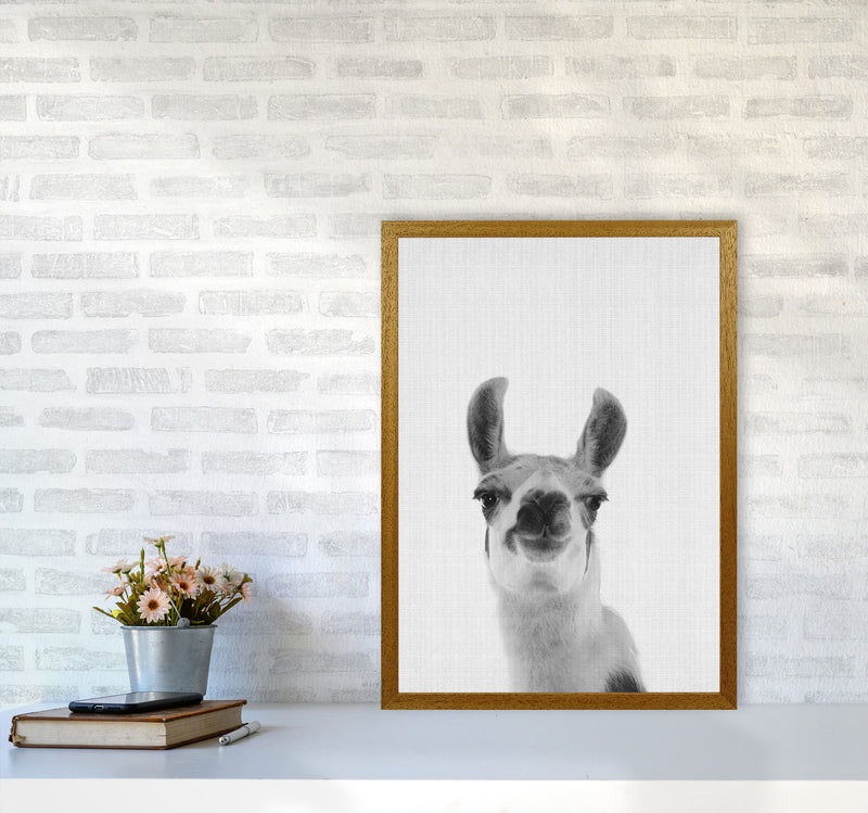 Llama Art Print by Jason Stanley A2 Print Only
