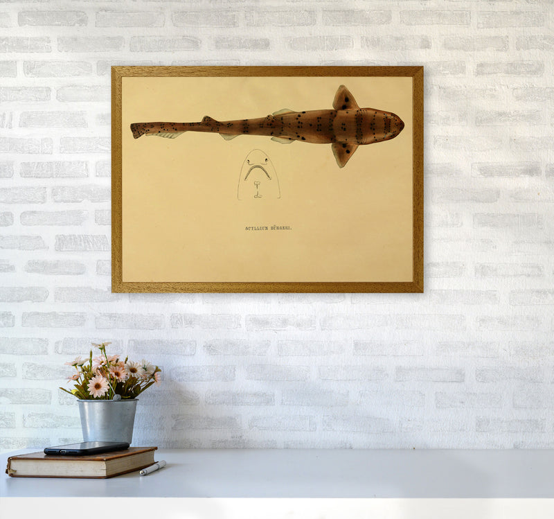 Shark Series 2 Art Print by Jason Stanley A2 Print Only