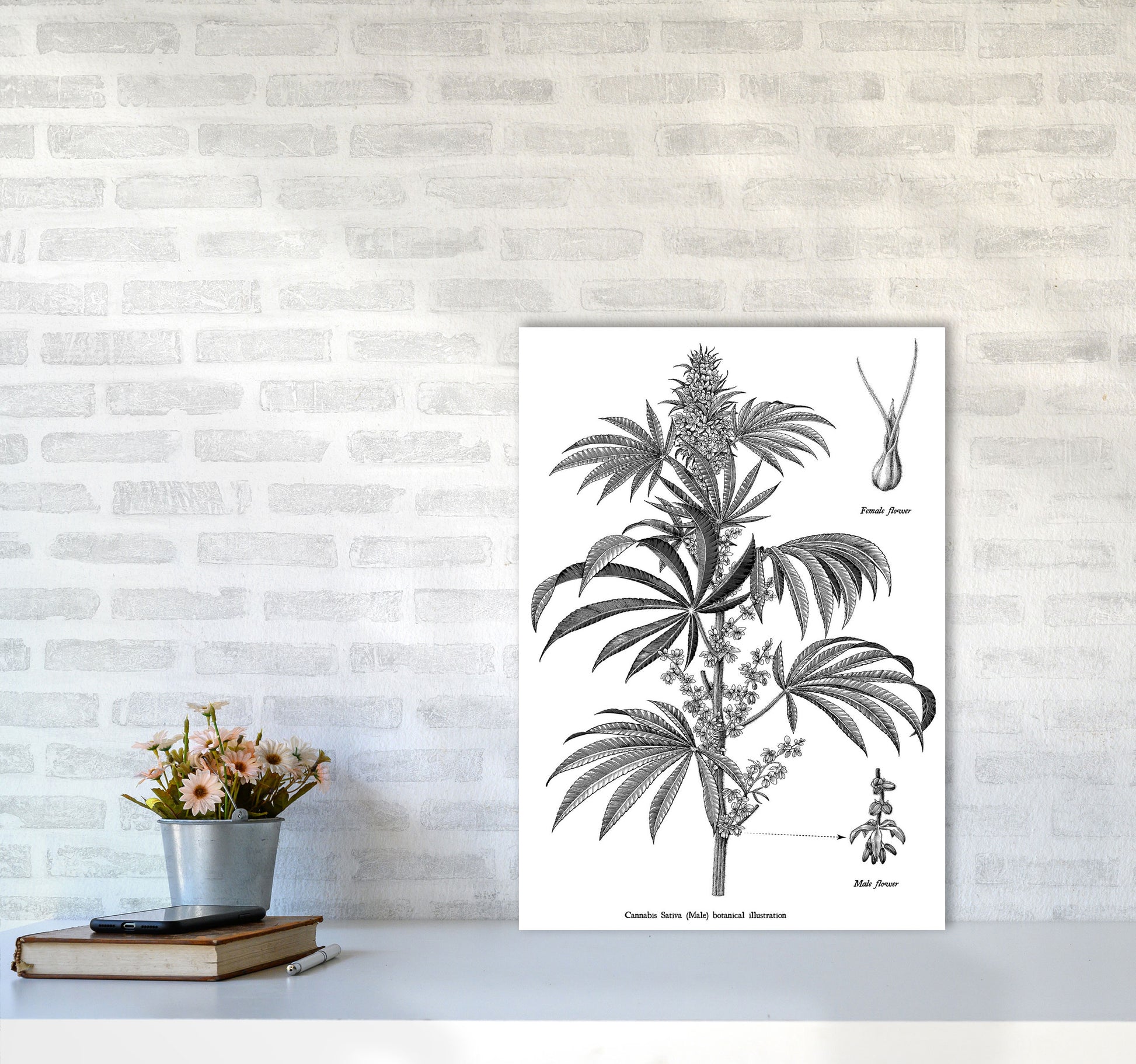 Cannabis Sativa Botanical Illustration Art Print by Jason Stanley A2 Black Frame