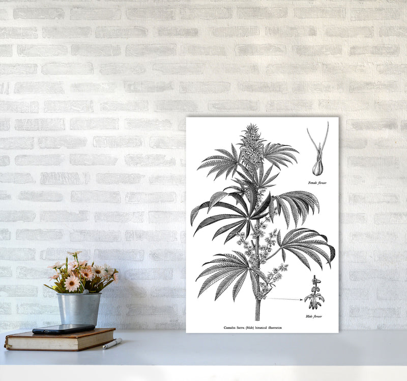 Cannabis Sativa Botanical Illustration Art Print by Jason Stanley A2 Black Frame