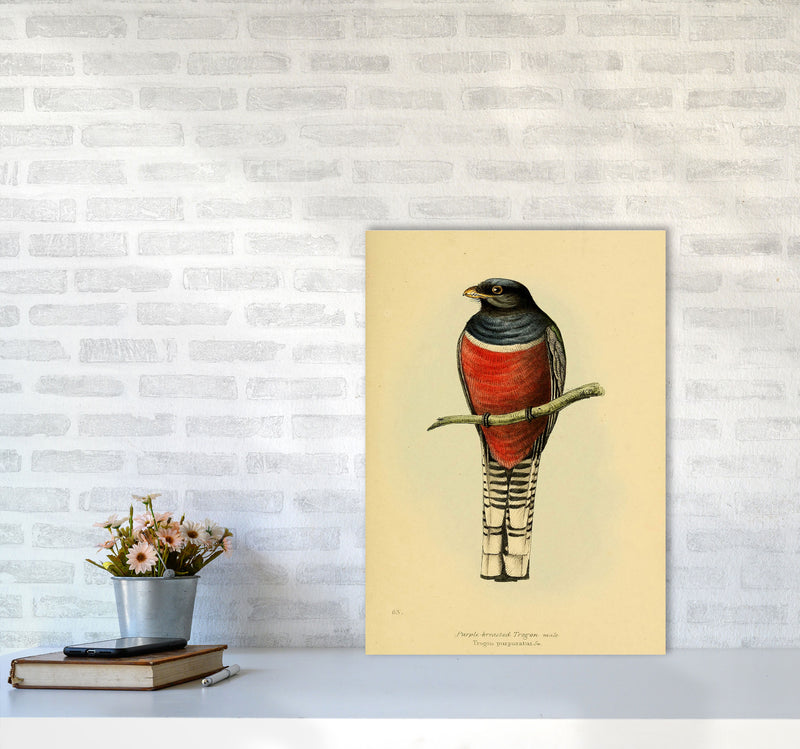 Vintage Purple Breasted Trogon Art Print by Jason Stanley A2 Black Frame