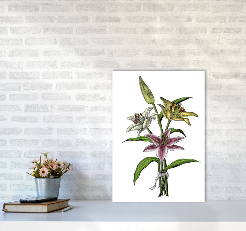 Vintage Lilly Illustration Art Print by Jason Stanley A2 Black Frame