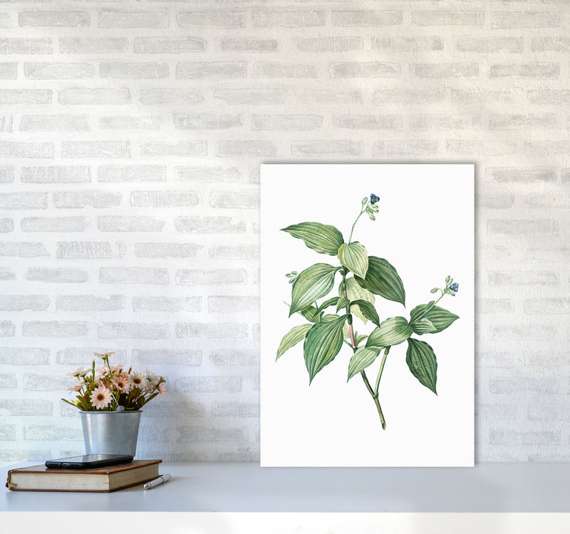 Vintage Botanical Plant Art Print by Jason Stanley A2 Black Frame