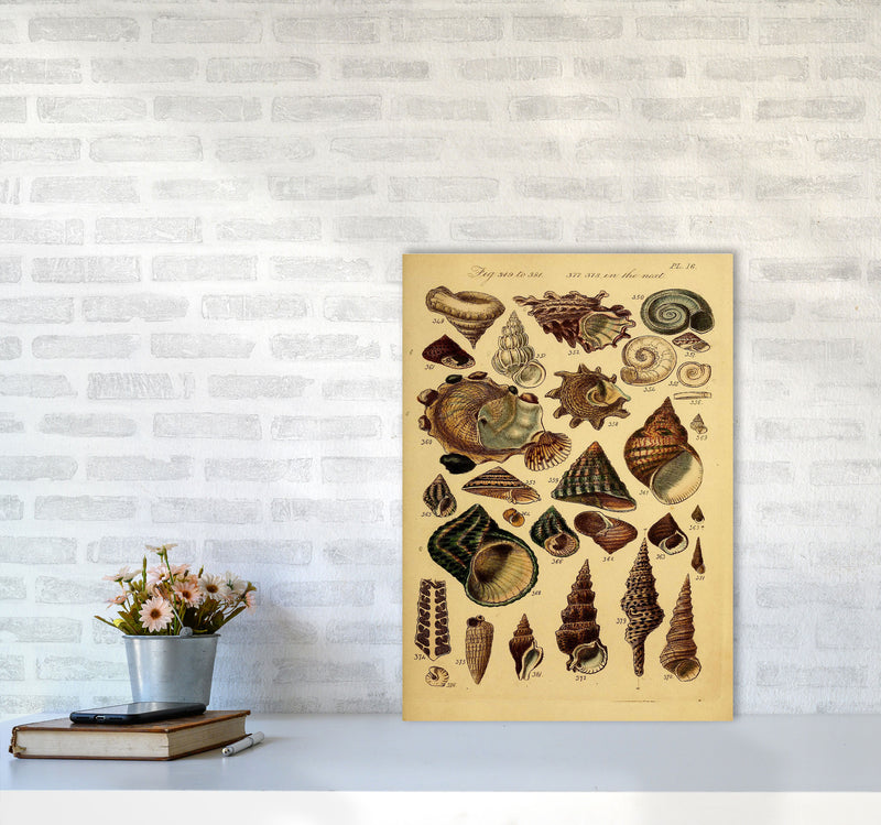 Vintage Shells Art Print by Jason Stanley A2 Black Frame