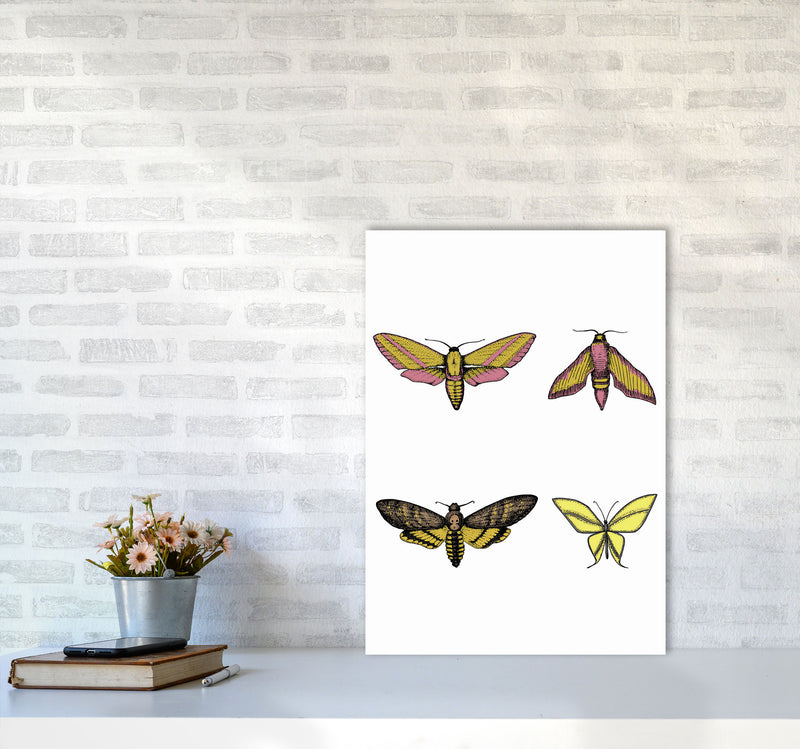 Vintage Moths Art Print by Jason Stanley A2 Black Frame