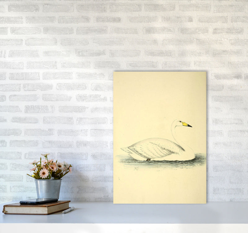 Vintage Swan Art Print by Jason Stanley A2 Black Frame