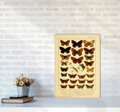 Vintage Butterfly Illustration #2 Art Print by Jason Stanley A2 Black Frame