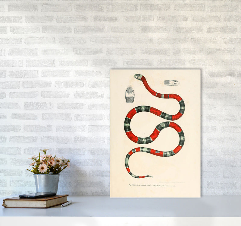 Vintage Snake Illustration 2 Art Print by Jason Stanley A2 Black Frame