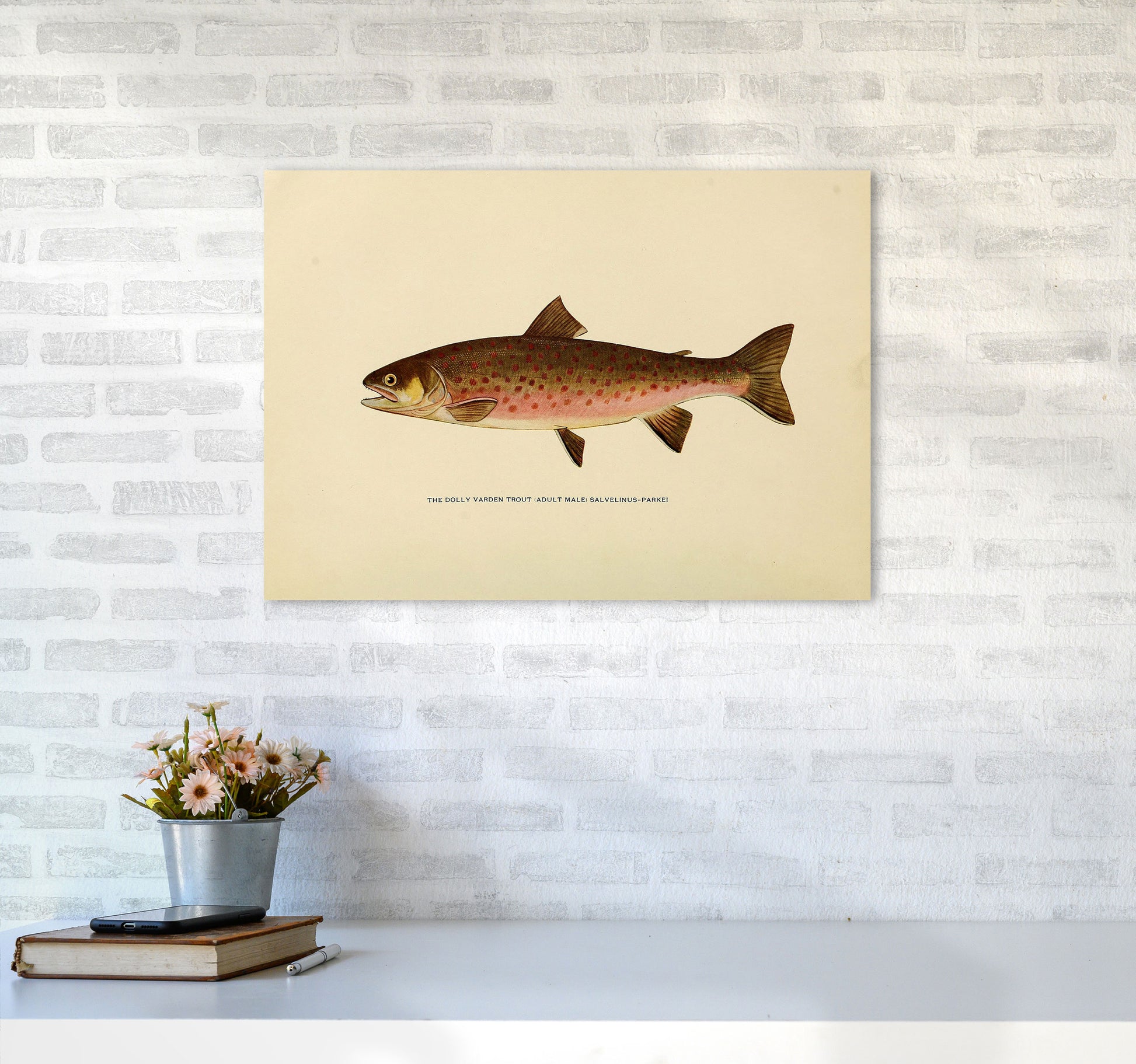 Dolly Varden Trout Illustration Art Print by Jason Stanley A2 Black Frame