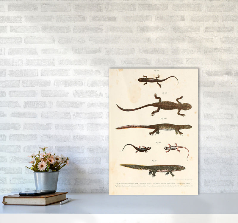 Vintage Newt Illustration Art Print by Jason Stanley A2 Black Frame