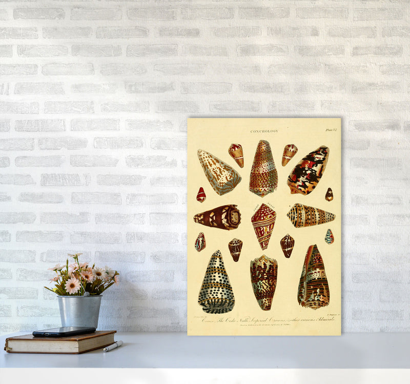 Conchology Illustration 2 Art Print by Jason Stanley A2 Black Frame