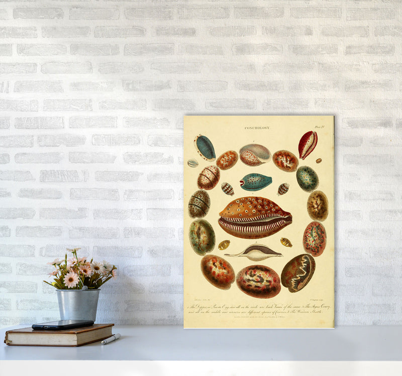 Conchology Illustration Art Print by Jason Stanley A2 Black Frame