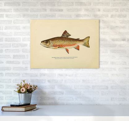 Brook Trout Illustration Art Print by Jason Stanley A2 Black Frame
