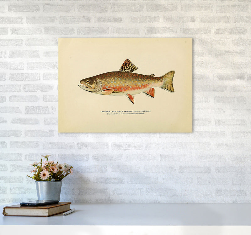 Brook Trout Illustration Art Print by Jason Stanley A2 Black Frame
