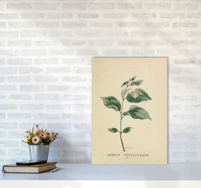 Vintage Flower Series 1 Art Print by Jason Stanley A2 Black Frame