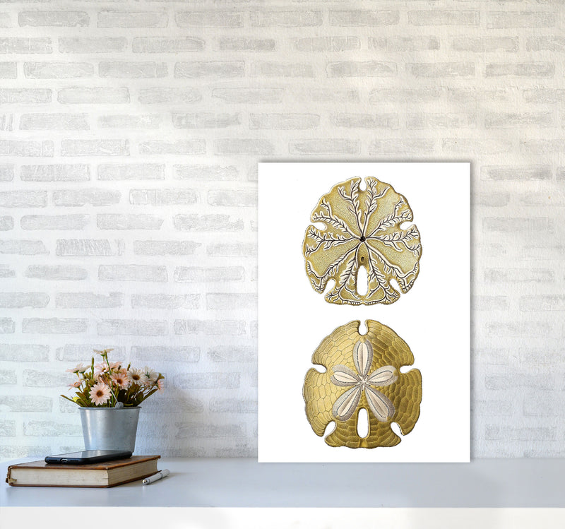 Sand Dollar Illustration Art Print by Jason Stanley A2 Black Frame