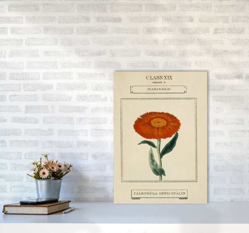 Vintage Flower Series 9 Art Print by Jason Stanley A2 Black Frame