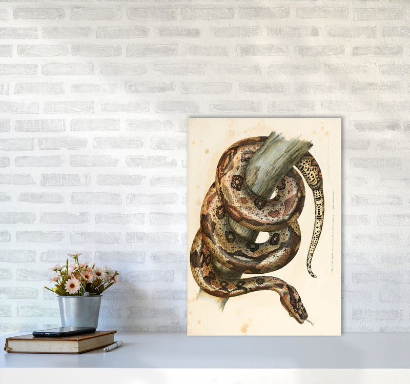 Vintage Snake Illustration Art Print by Jason Stanley A2 Black Frame