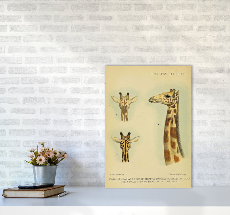 Longest Neck In The Jungle Art Print by Jason Stanley A2 Black Frame