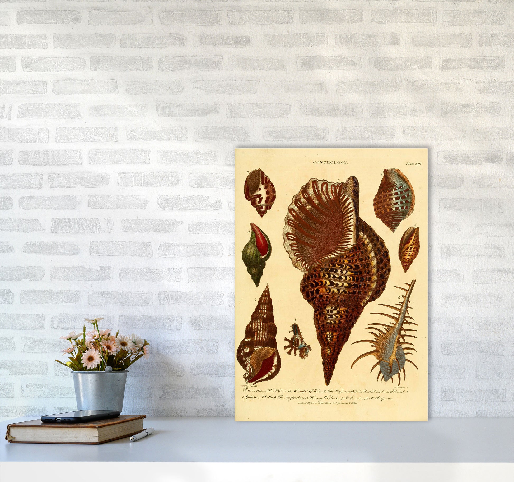 Vintage Conchology 2 Art Print by Jason Stanley A2 Black Frame