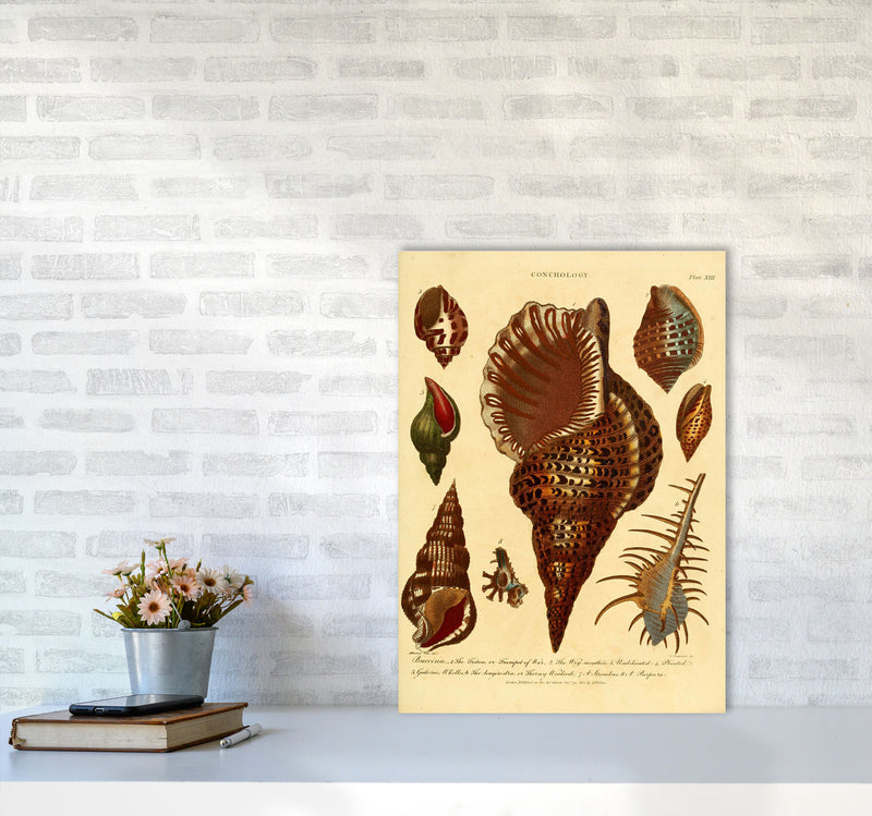 Vintage Conchology 2 Art Print by Jason Stanley A2 Black Frame