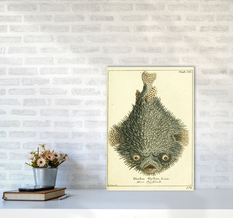Vintage Japanese Fish Art Print by Jason Stanley A2 Black Frame