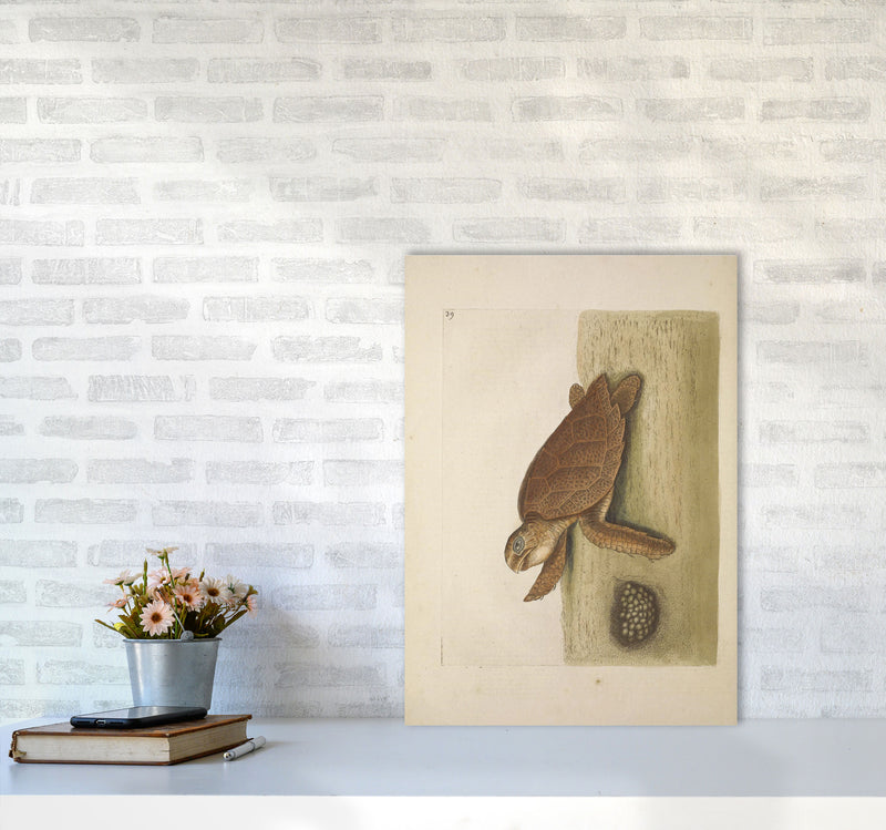 Vintage Sea Turtle Art Print by Jason Stanley A2 Black Frame
