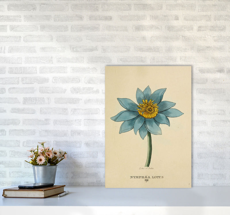 Vintage Lotus Flower Art Print by Jason Stanley A2 Black Frame
