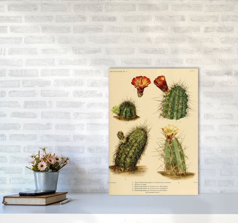 Cactus Series 1 Art Print by Jason Stanley A2 Black Frame