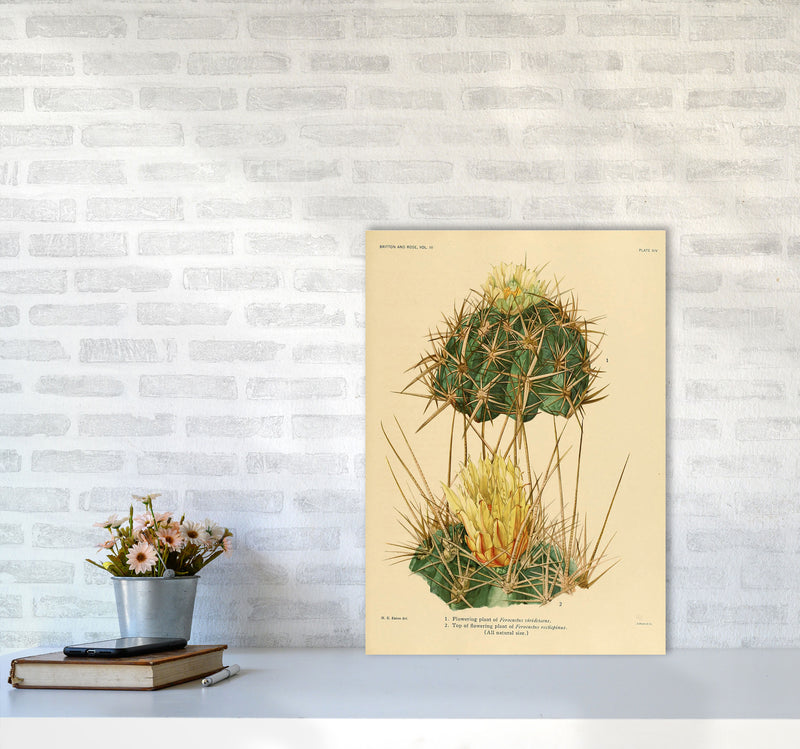 Cactus Series 10 Art Print by Jason Stanley A2 Black Frame