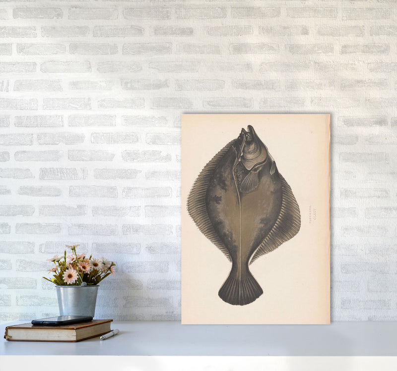 Vintage Flounder Art Print by Jason Stanley A2 Black Frame