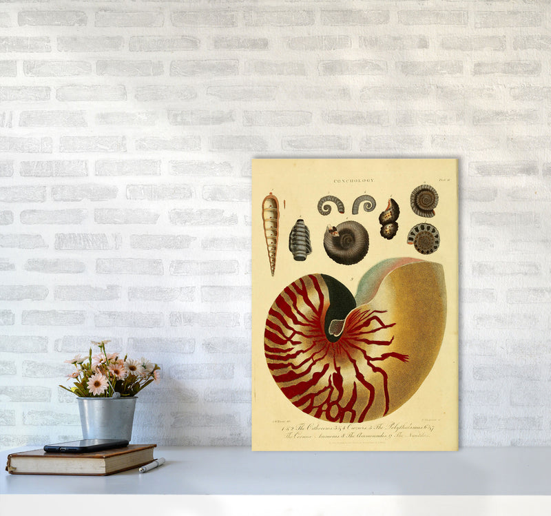 Vintage Conchology Art Print by Jason Stanley A2 Black Frame